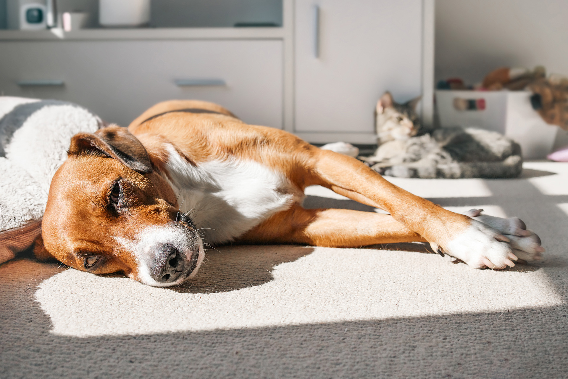 Ein Hund und eine Katze sonnen sich am Teppichboden im Wohnzimmer.