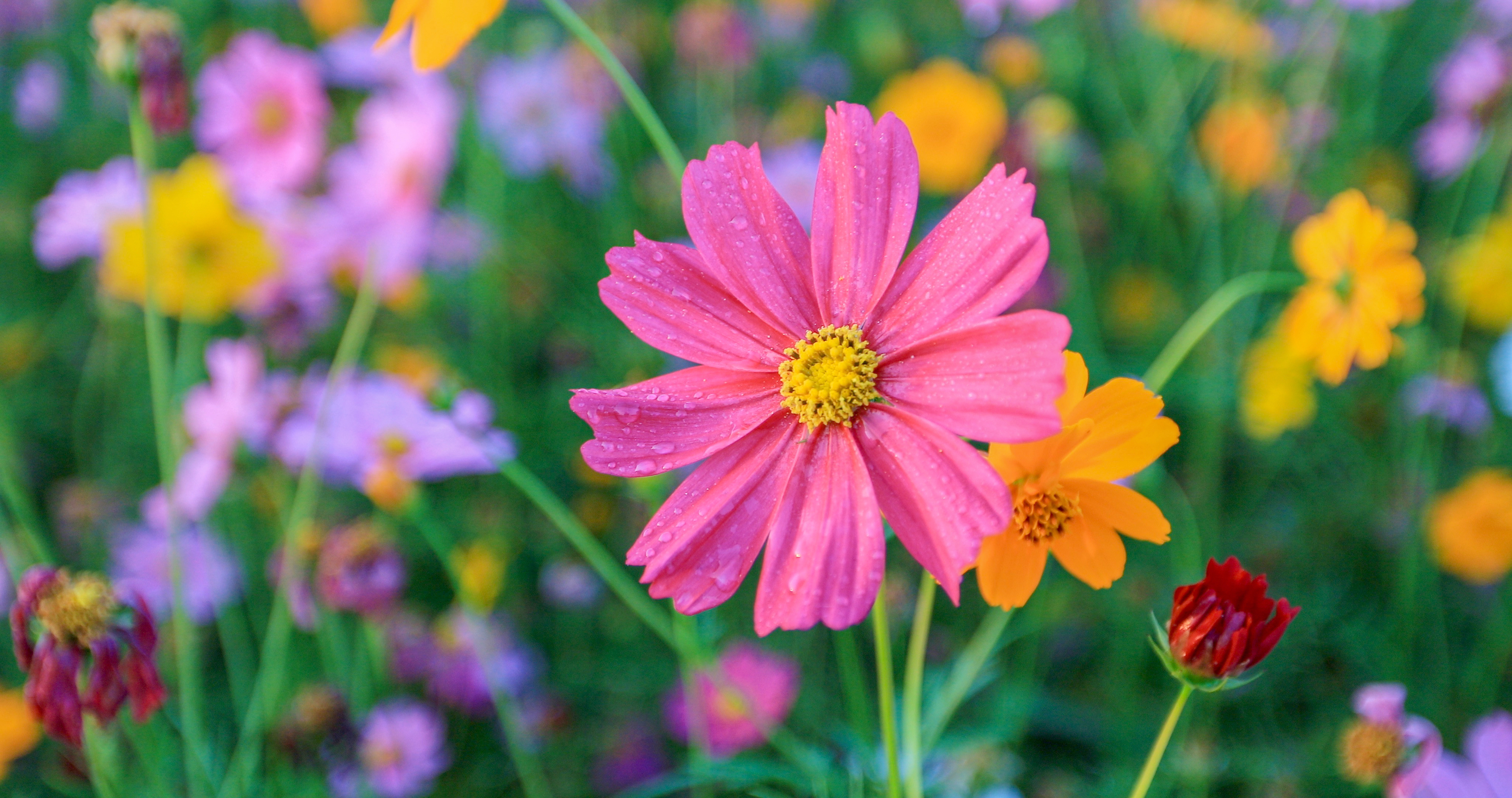 Nahaufnahme einer bunten Blumenwiese.