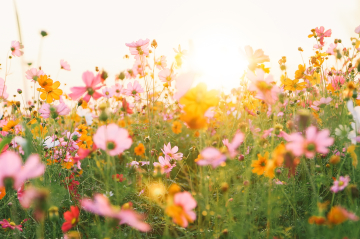 Blumenwiese in rosa und gelb