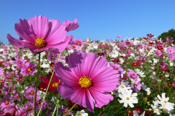 Bunte Blumenwiese
