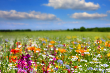 Blumenlandschaft