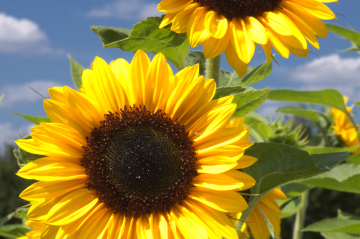 Sonneblumenfeld im Sonnenschein
