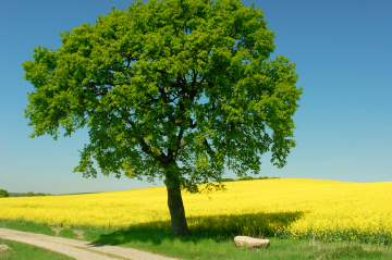 Ein Weg mit einem großen Baum