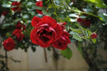 Rote Rose